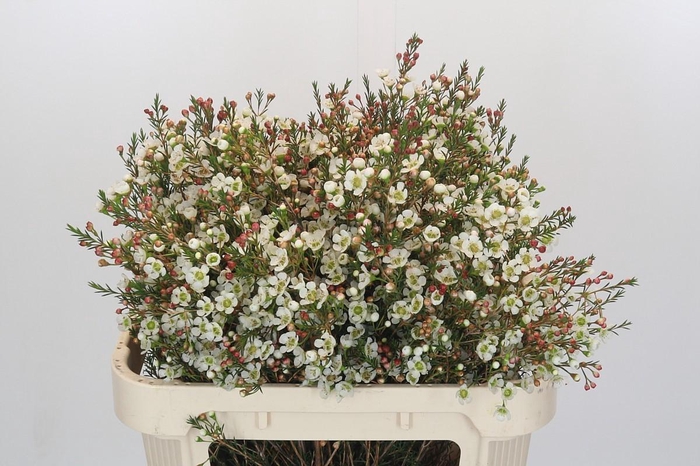 <h4>Chamelaucium Sirius</h4>