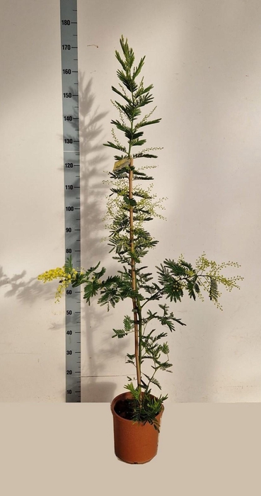 <h4>ACACIA PARADOXA</h4>