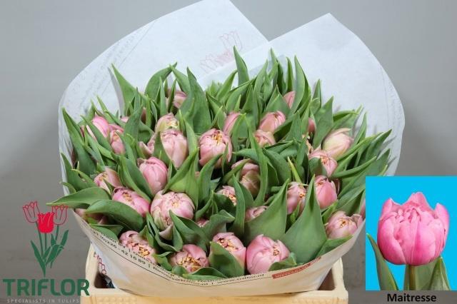 <h4>TU DU MAITRESSE</h4>