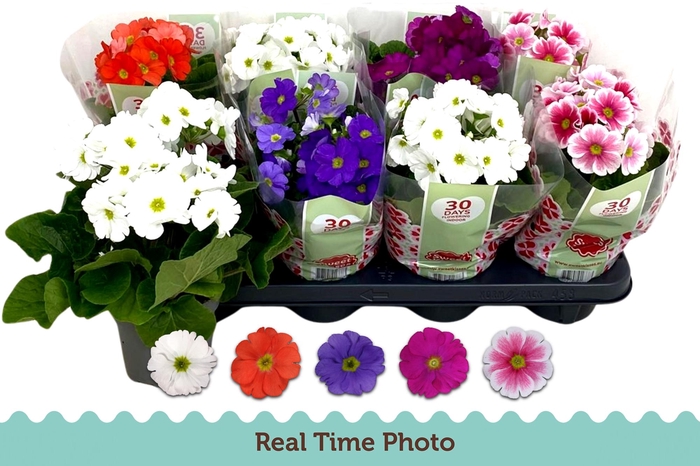 <h4>PRIM OB TM GEM</h4>