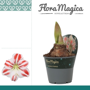 Amaryllis Flaming Striped 2 Knop Potkraag