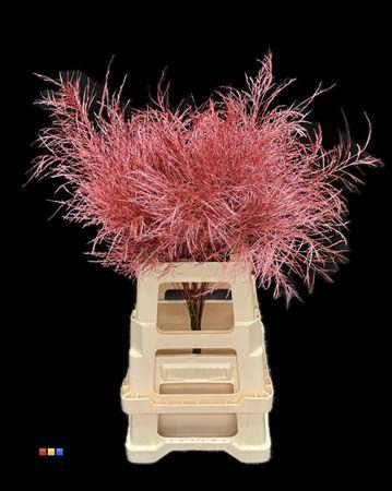 <h4>Treefern Metallic Red</h4>