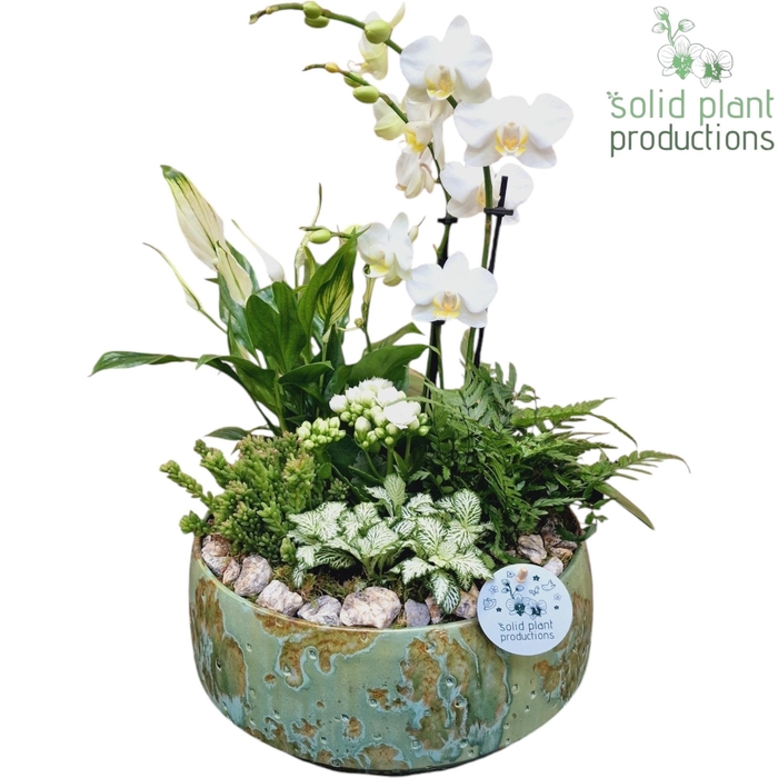 <h4>PH101 Sophia Green 9cm 2-3Tak</h4>