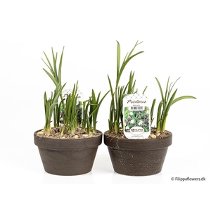 FRITILLARIA MELEAGRIS