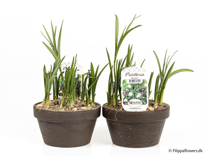 <h4>FRITILLARIA MELEAGRIS</h4>