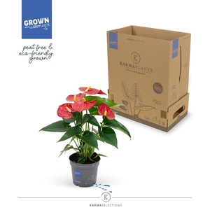 Anthurium - KARMA Red | 9cm