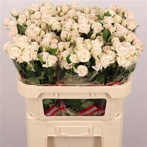 R Tr Royal Porcelina