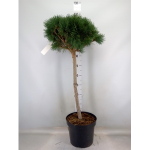 Pinus sylvestris