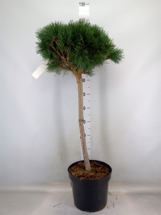 <h4>Pinus sylvestris</h4>