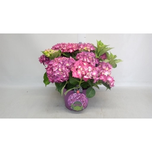 Hydrangea mac.