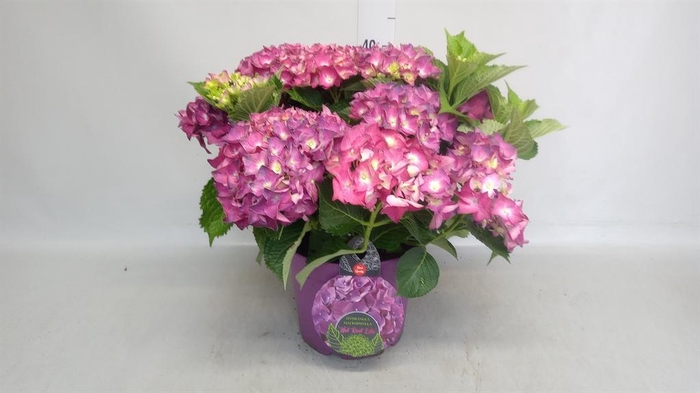 <h4>Hydrangea mac.</h4>