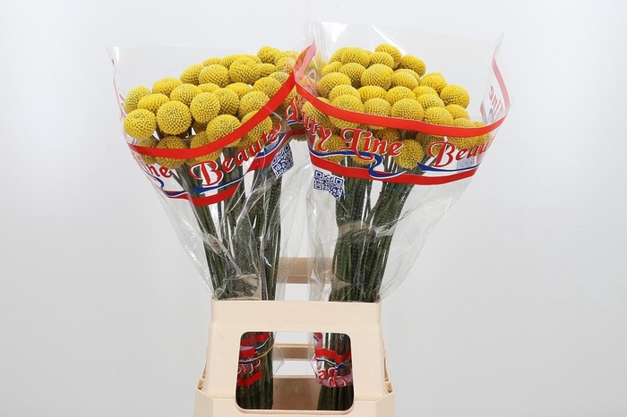 <h4>Craspedia Paint Pop</h4>