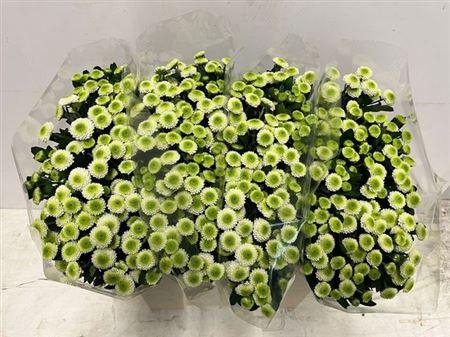 <h4>Chr S Collin</h4>