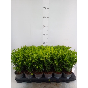 Buxus semp.   ...
