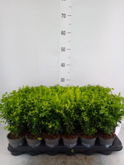 <h4>Buxus semp.   ...</h4>