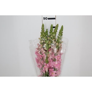 BOCA DE LEAO ROSA 070 CM