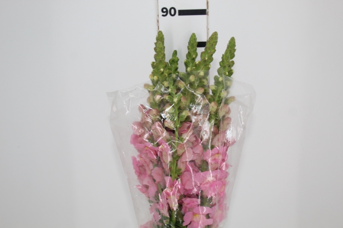 <h4>BOCA DE LEAO ROSA 070 CM</h4>