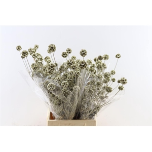 Scabiosa Gl Platinum