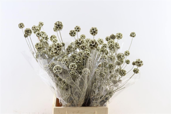 <h4>Scabiosa Gl Platinum</h4>