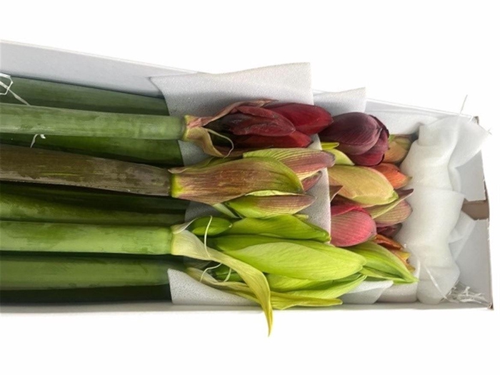 <h4>Hipp Gemengd In Doos</h4>