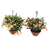 FLOR DE MAIO C21