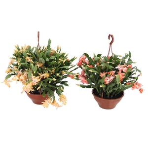 FLOR DE MAIO C21