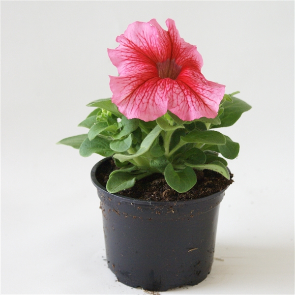 <h4>Petunia roze ader p9</h4>
