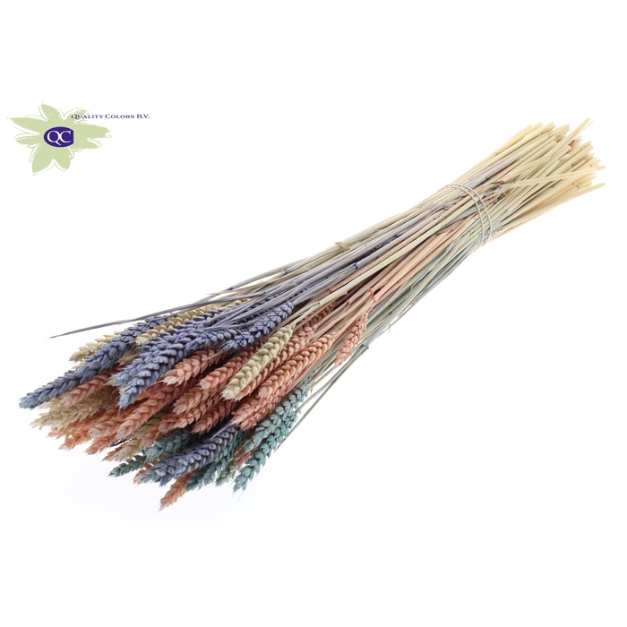 <h4>Triticum per bunch colourful 1</h4>