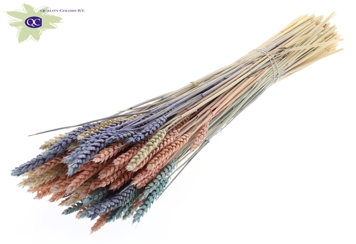Triticum per bunch colourful 1