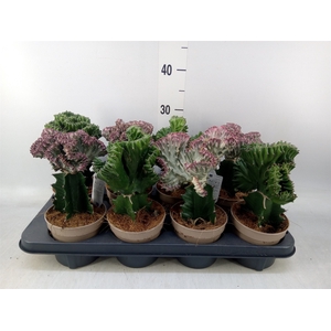 Euphorbia   ...mix