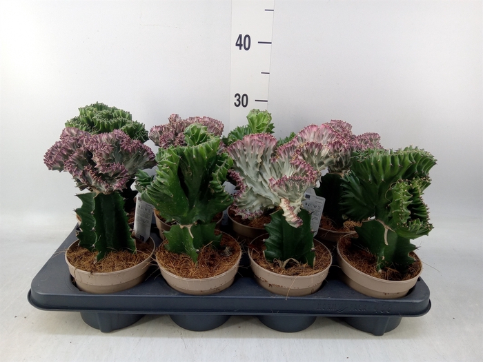 <h4>Euphorbia   ...mix</h4>