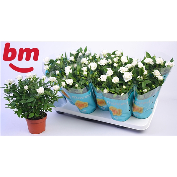 <h4>Rosa White Jewel Beau Monde (10,5 cm)</h4>