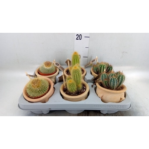 Cactus   ...mix