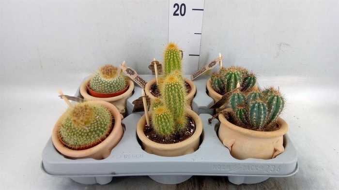 <h4>Cactus   ...mix</h4>