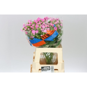 Phlox P Senora