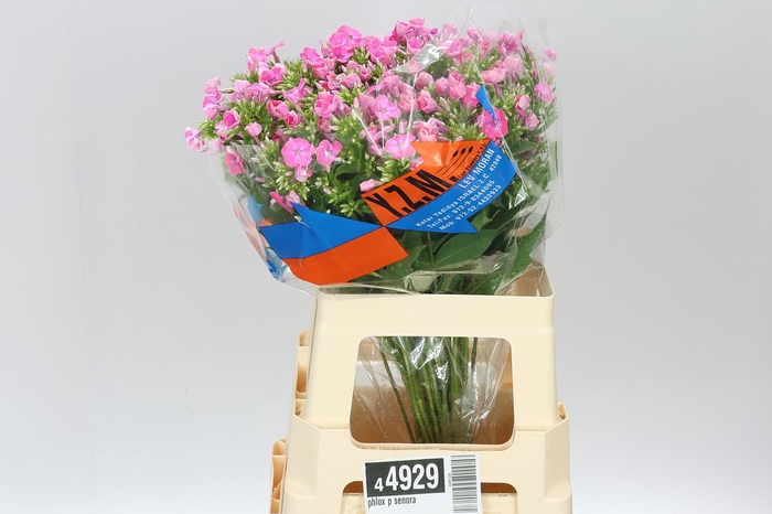 <h4>Phlox P Senora</h4>