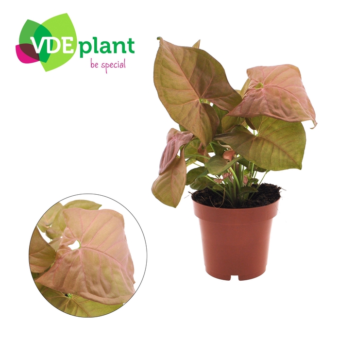 <h4>Syngonium Neon</h4>