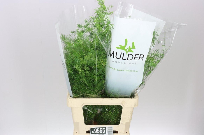 <h4>Asparagus Sprengeri</h4>