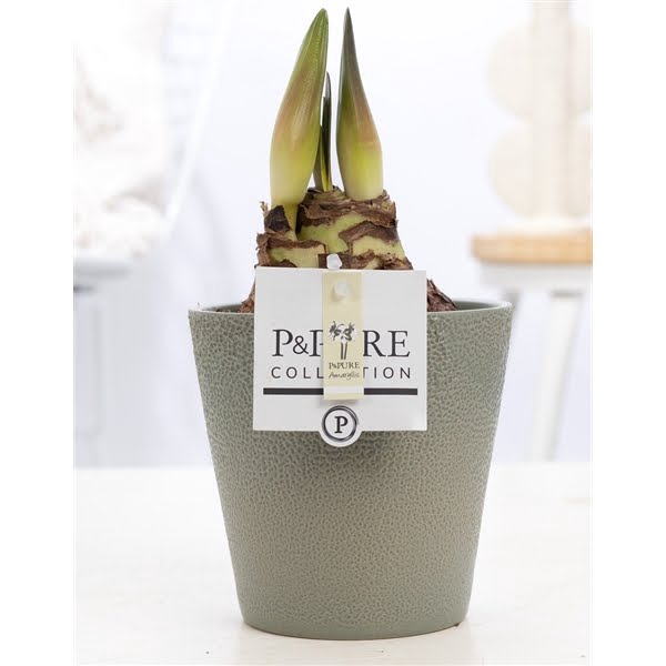 <h4>Hippeastrum white in P&PURE Ruby ceramics green</h4>