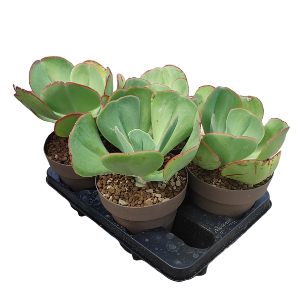 <h4>ECHEVERIA GIGANTEA - POT Ø 16 (SUCCULENTEN)</h4>