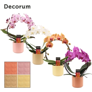 Phalaenopsis boog mix in Kaya (Sympathetic moods-collection)