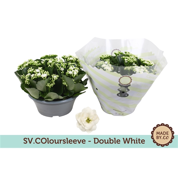 <h4>Kalanchoë Double White in SV.COloursleeve</h4>