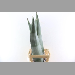 Agave American Bleu 120cm