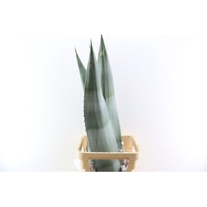 Agave American Bleu 120cm