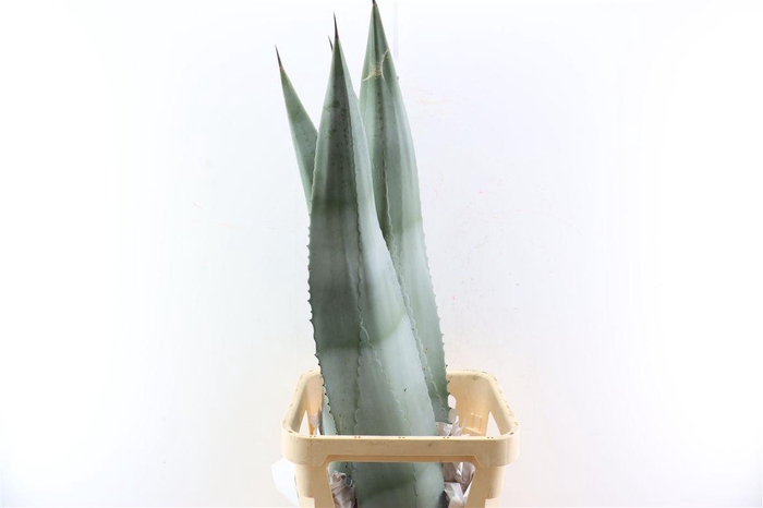 <h4>Agave Americana Bleu 120cm</h4>