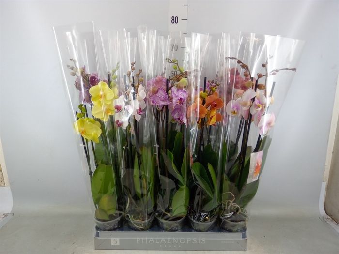 <h4>Phalaenopsis   ...mix  8</h4>