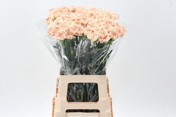 <h4>Di St Apple Tea</h4>