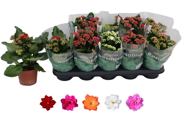 <h4>KAL GE RO GEM 5 KL</h4>