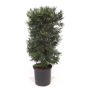 Podocarpus macrophylla