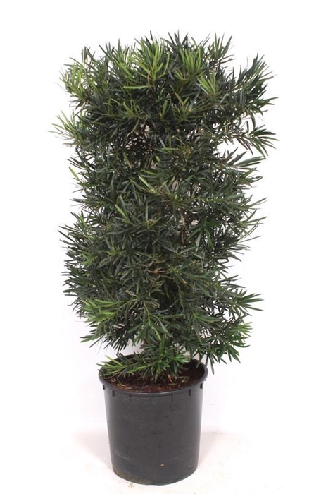 <h4>Podocarpus macrophylla</h4>